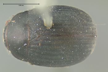 Media type: image;   Entomology 7913 Aspect: habitus dorsal view
